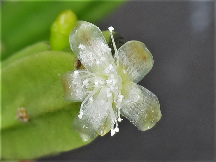 http://www.cloudjungle.com/cloudjungle/Cactaceae/Rhipsalis/Rhipsalis pentaptera flower close.jpg